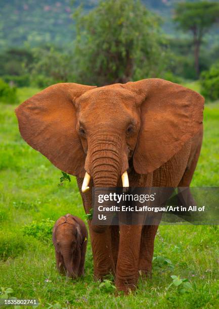 Female African Elephant Female African Elephant