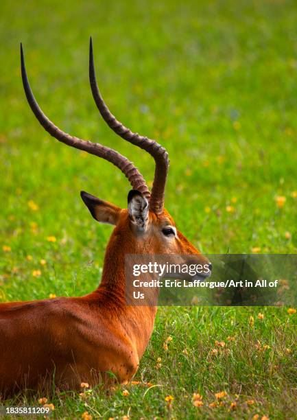 Impala in green grass after rain, Samburu County, Samburu National Reserve, Kenya on November 22, 2023 in Samburu National Reserve, Kenya.