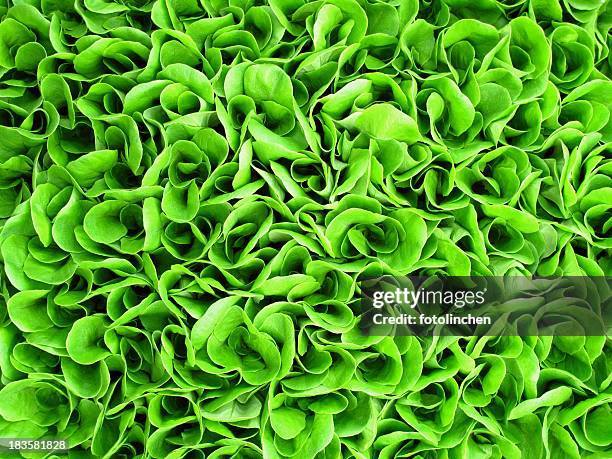 background of green lettuce seedlings - huvudsallat bildbanksfoton och bilder