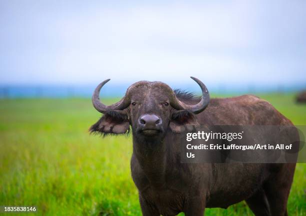 African buffalo , Samburu County, Samburu National Reserve, Kenya on November 22, 2023 in Samburu National Reserve, Kenya.