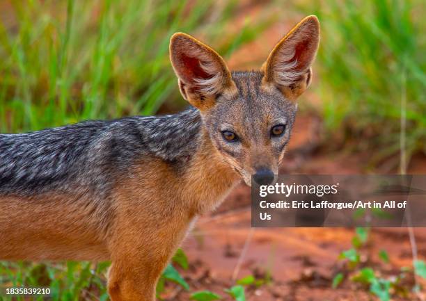 Black-backed jackal , Samburu County, Samburu National Reserve, Kenya on November 26, 2023 in Samburu National Reserve, Kenya.