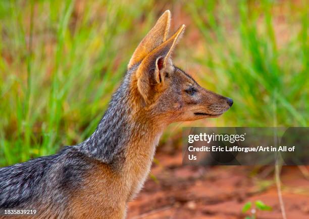 Side view of a black-backed jackal , Samburu County, Samburu National Reserve, Kenya on November 26, 2023 in Samburu National Reserve, Kenya.