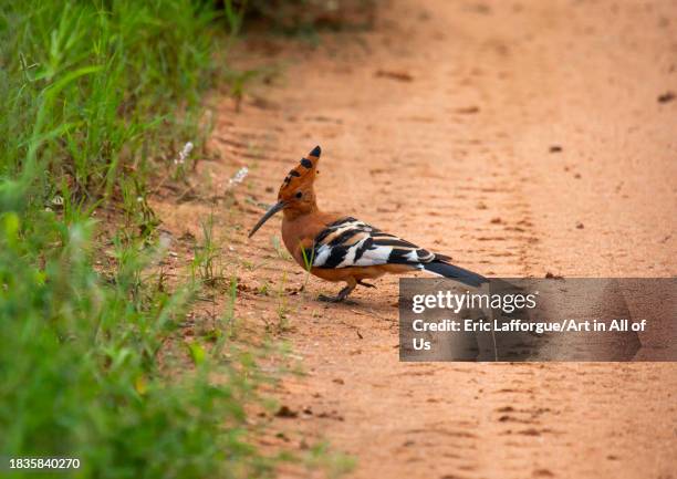 Eurasian Hoopoe on a road , Samburu County, Samburu National Reserve, Kenya on November 25, 2023 in Samburu National Reserve, Kenya.