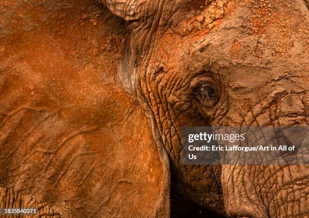 Elephant head with dried mud, Samburu County, Samburu National Reserve, Kenya on November 25, 2023 in Samburu National Reserve, Kenya.