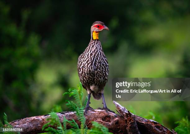 Yellow-necked francolin , Samburu County, Samburu National Reserve, Kenya on November 25, 2023 in Samburu National Reserve, Kenya.