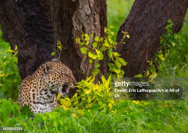 Leopard resting in the grass, Samburu County, Samburu National Reserve, Kenya on November 24, 2023 in Samburu National Reserve, Kenya.