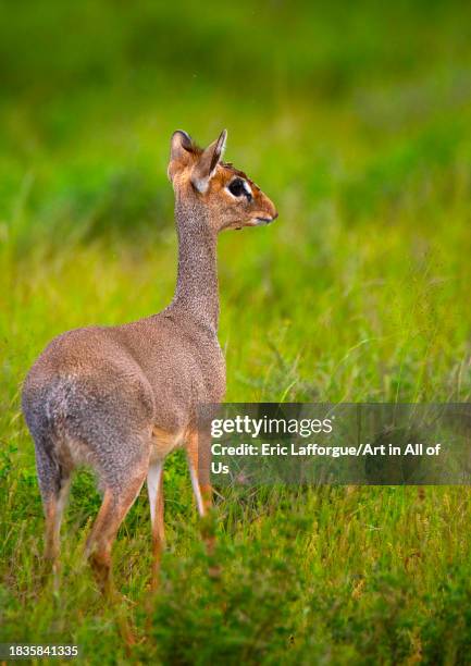 Dik-dik in green grass after rain, Samburu County, Samburu National Reserve, Kenya on November 25, 2023 in Samburu National Reserve, Kenya.