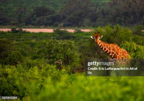 Reticulated giraffe , Samburu County, Samburu National Reserve, Kenya on November 25, 2023 in Samburu National Reserve, Kenya.