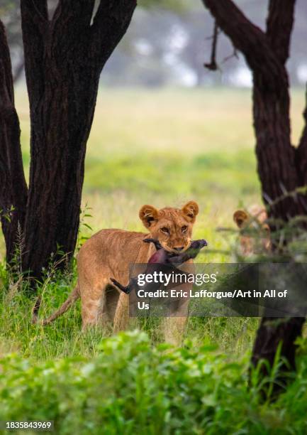 Lioness with a baby warthog in the mouth, Samburu County, Samburu National Reserve, Kenya on November 24, 2023 in Samburu National Reserve, Kenya.