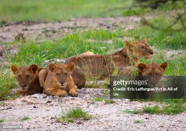 Lions family resting after hunt, Samburu County, Samburu National Reserve, Kenya on November 24, 2023 in Samburu National Reserve, Kenya.