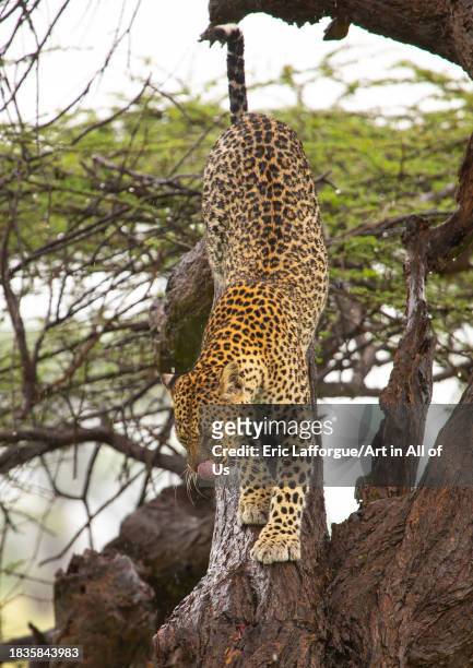 Leopard standing on a tree, Samburu County, Samburu National Reserve, Kenya on November 24, 2023 in Samburu National Reserve, Kenya.
