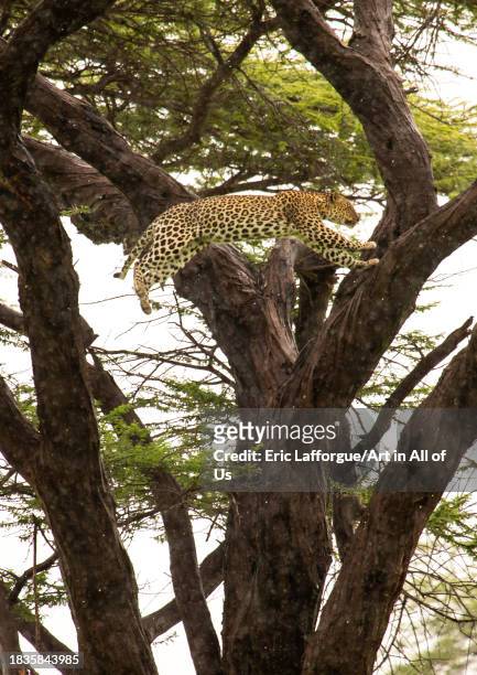 Leopard jumping in a tree, Samburu County, Samburu National Reserve, Kenya on November 24, 2023 in Samburu National Reserve, Kenya.