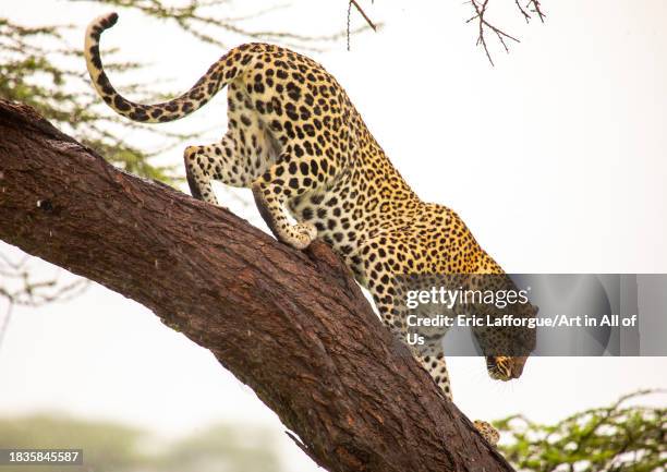 Leopard coming down the tree, Samburu County, Samburu National Reserve, Kenya on November 24, 2023 in Samburu National Reserve, Kenya.