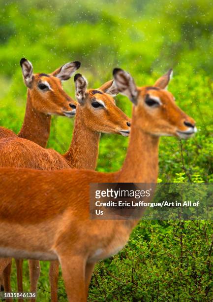 Female Impalas in green grass after rain, Samburu County, Samburu National Reserve, Kenya on November 24, 2023 in Samburu National Reserve, Kenya.