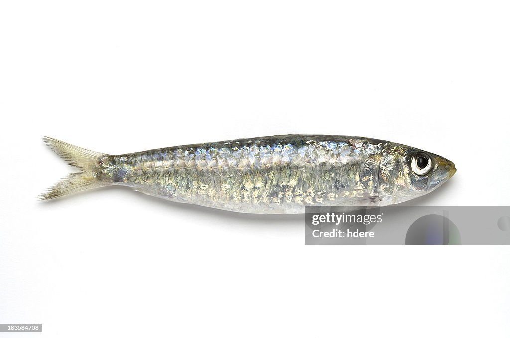 Close-up of sardine against white background