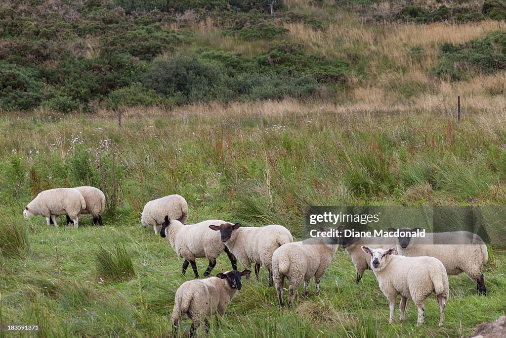 Scottish Sheep