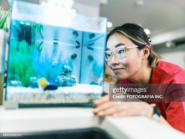asian female registered nurse feeding pet fish in the morning - aquarium stockfoto's en -beelden