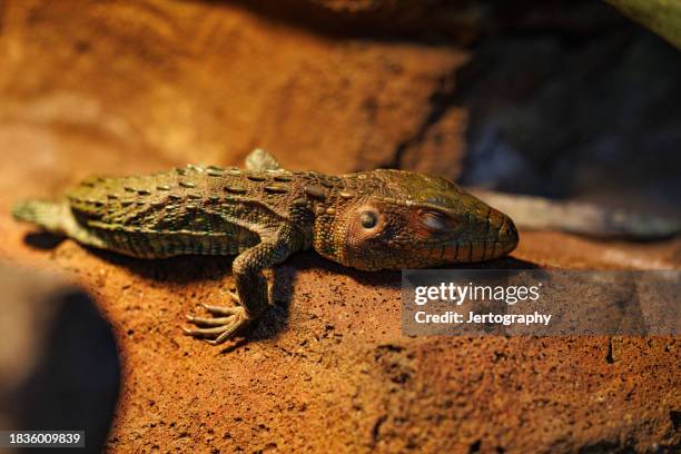 the fascinating northern caiman lizard - sleeping lizard stock pictures, royalty-free photos & images