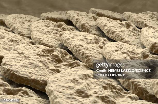 human skin, illustration - stratum corneum stock illustrations