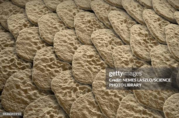 human skin, illustration - stratum corneum stock illustrations