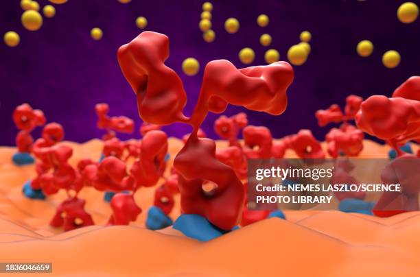 ilustrações de stock, clip art, desenhos animados e ícones de neuromuscular junction in myasthenia gravis, illustration - autoimmunity