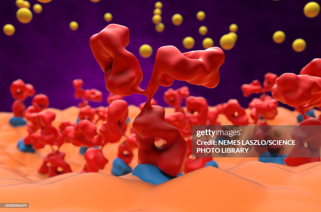Neuromuscular junction in myasthenia gravis, illustration