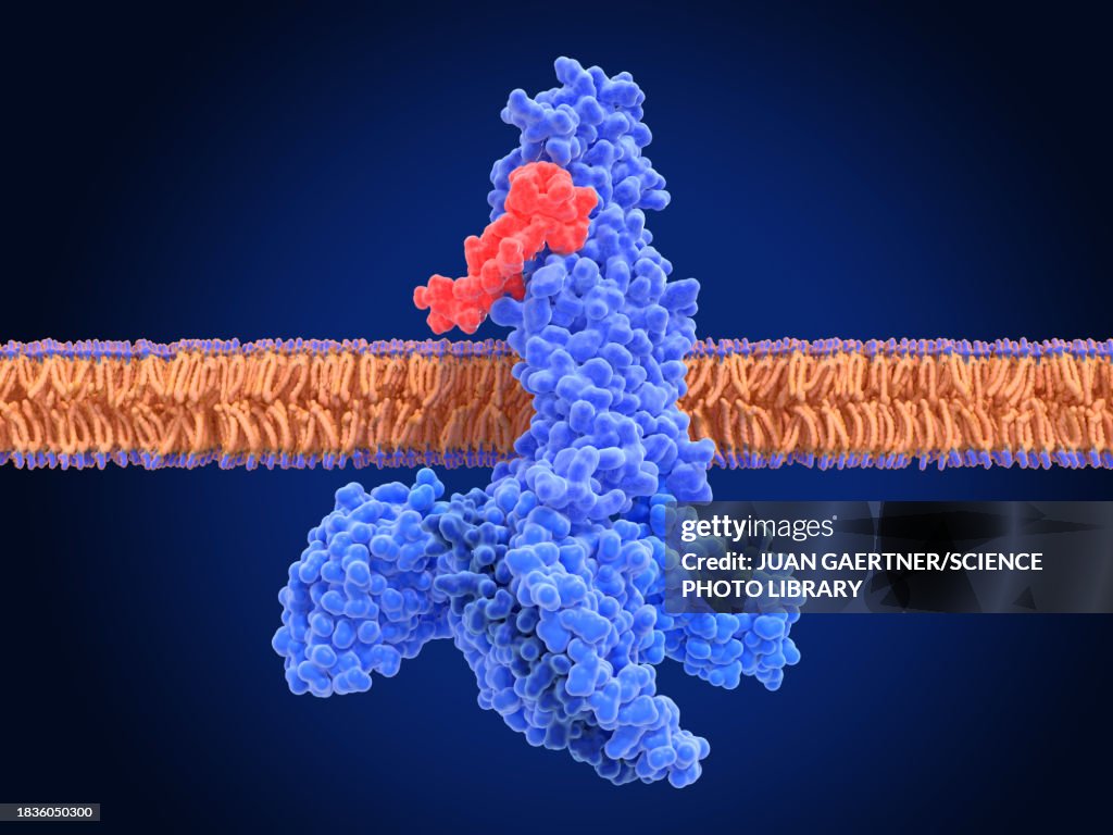 GLP-1 receptor activated by semaglutide, illustration