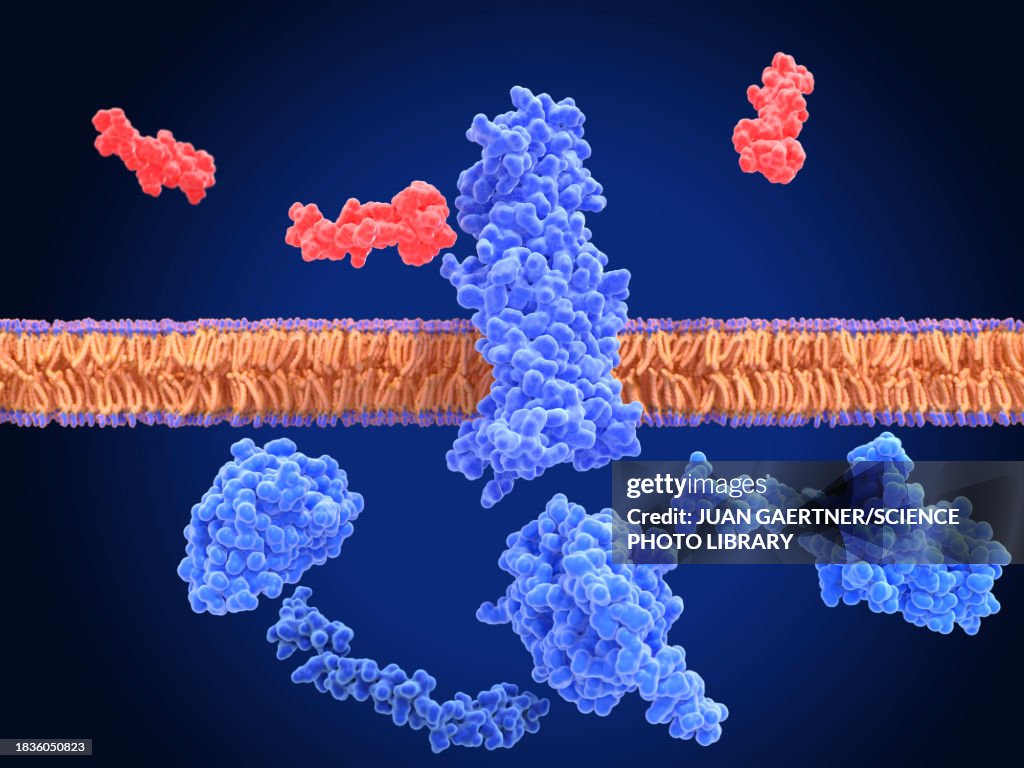 Inactivated GLP-1 receptor near semaglutide, illustration