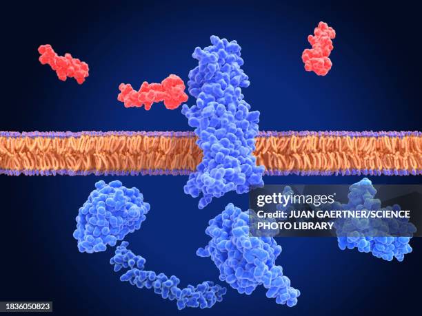 stockillustraties, clipart, cartoons en iconen met inactivated glp-1 receptor near semaglutide, illustration - celmembraan