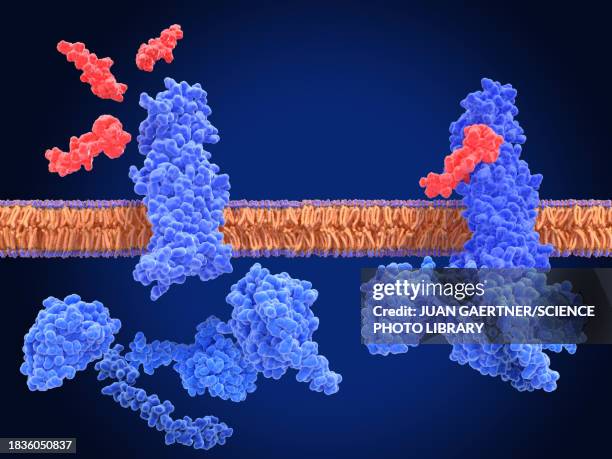 glp-1 receptors and semaglutide agonists, illustration - insulin secretion stock illustrations