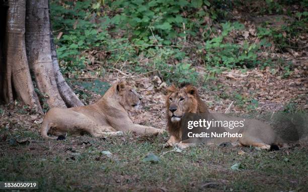 Pair of lions are inside an enclosure at the Assam State Zoo cum Botanical Garden in Guwahati, India, on December 9, 2023. The Assam State Zoo is...