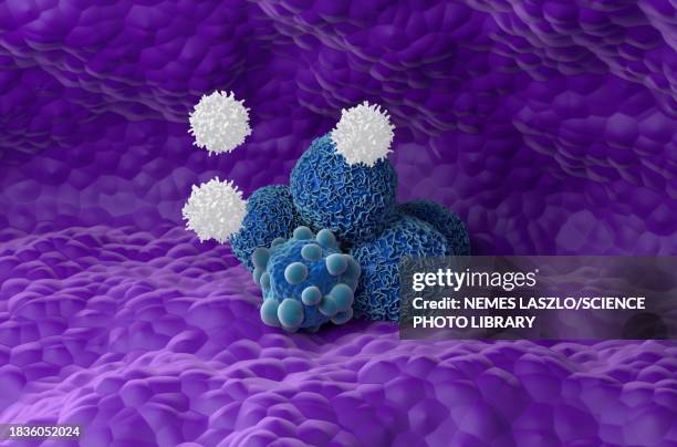 t cells attacking pancreatic cancer cells, illustration - pancreas 3d stock illustrations