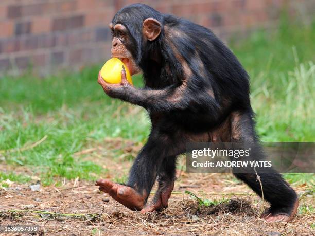 Chimpanzee licks a giant ice lolly as it cools down in the hot weather at Chester Zoo, in Chester, north-west England, on July 2, 2009. Britain's...