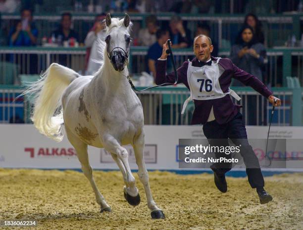 Anood Al Nasser, owned by Akmal Stud of Saudi Arabia, is being paraded in Class SMC of the Senior Mares Section during the World Arabian Horse...