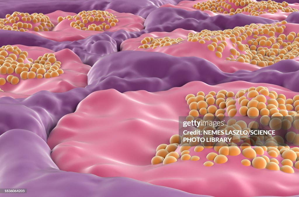 Sublingual salivary gland, illustration