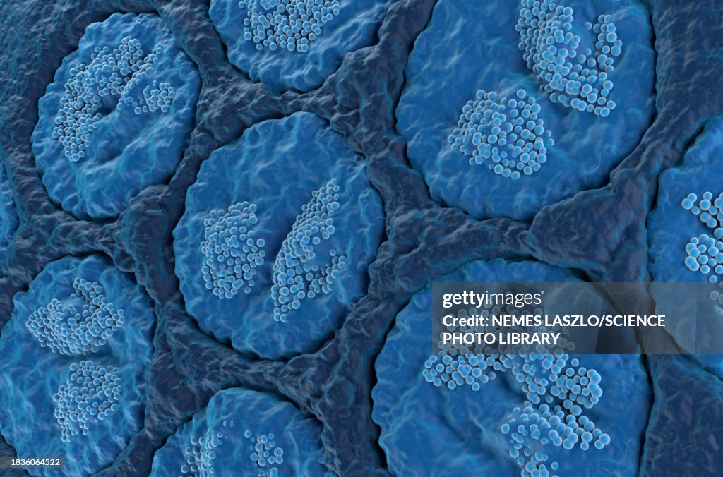Sublingual salivary gland, illustration