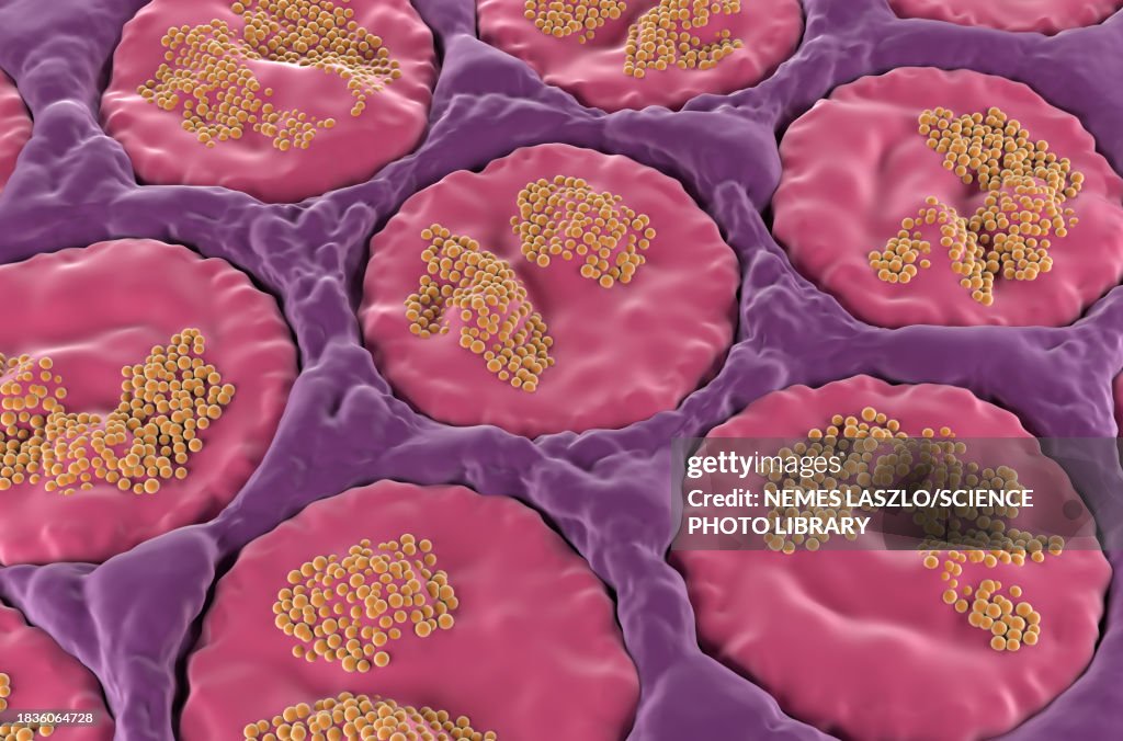 Sublingual salivary gland, illustration