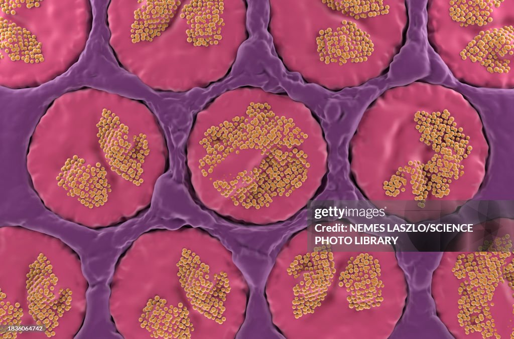 Sublingual salivary gland, illustration