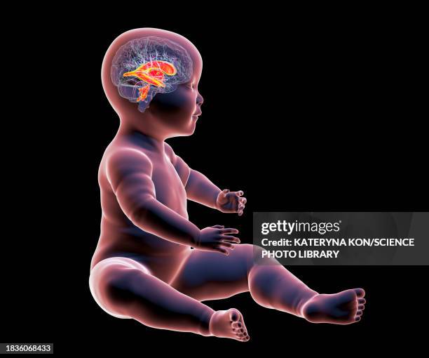 ilustraciones, imágenes clip art, dibujos animados e iconos de stock de baby with normal brain ventricles, illustration - cerebelo