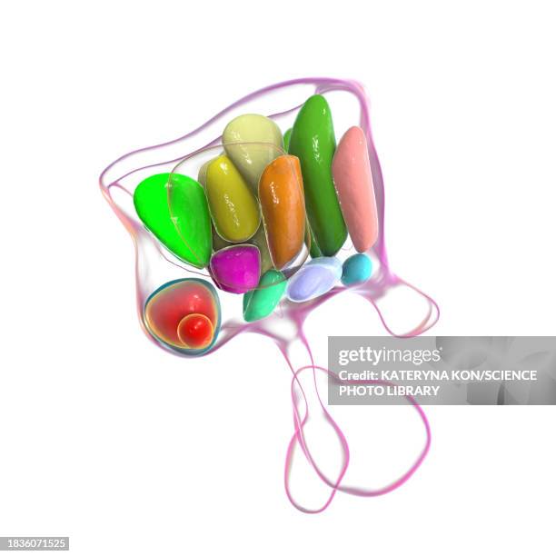 hypothalamic nuclei, illustration - oxytocin stock illustrations