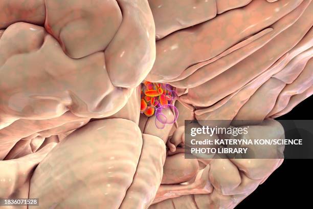 hypothalamic nuclei, illustration - oxytocin stock illustrations