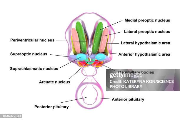 hypothalamic nuclei, illustration - oxytocin stock illustrations