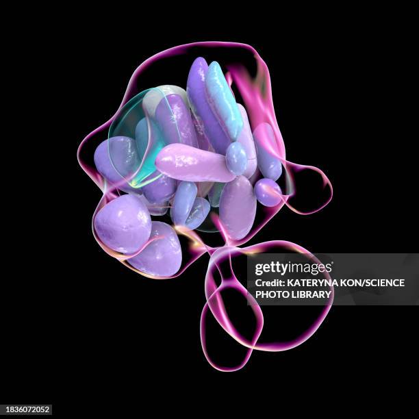 hypothalamic nuclei, illustration - oxytocin stock illustrations