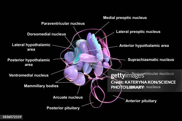 hypothalamic nuclei, illustration - oxytocin stock illustrations