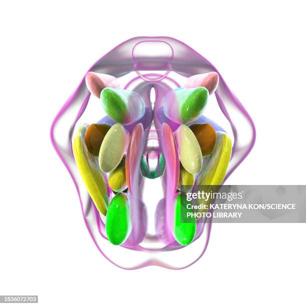 hypothalamic nuclei, illustration - oxytocin stock illustrations