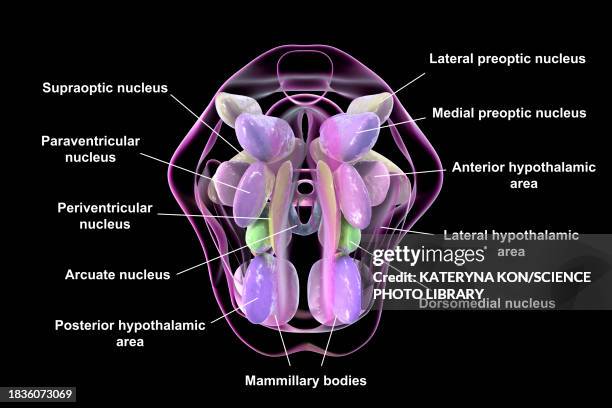 hypothalamic nuclei, illustration - cerebral nuclei stock-grafiken, -clipart, -cartoons und -symbole