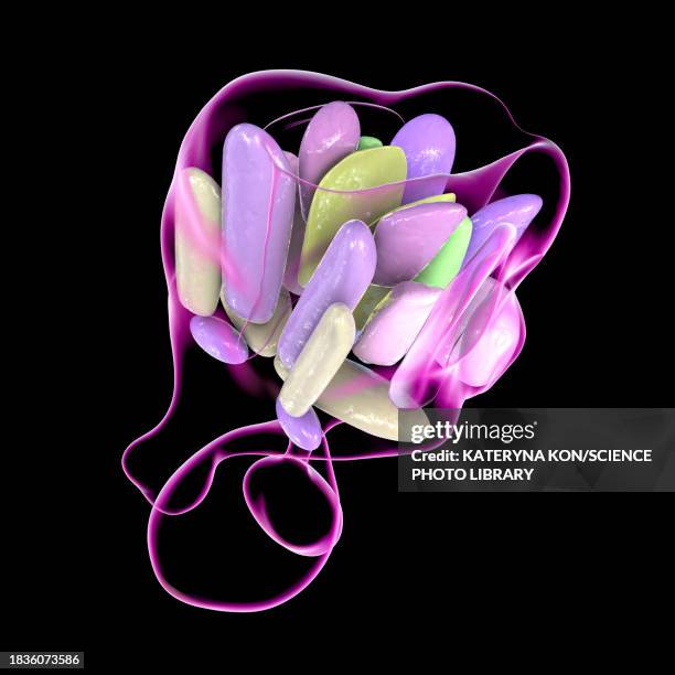 hypothalamic nuclei, illustration - oxytocin stock illustrations