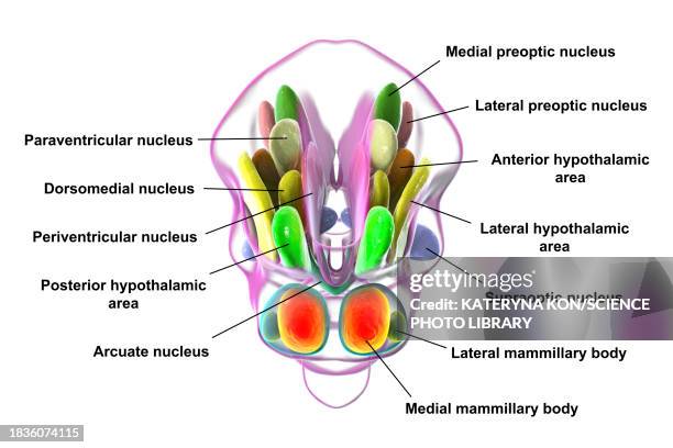 hypothalamic nuclei, illustration - oxytocin stock illustrations