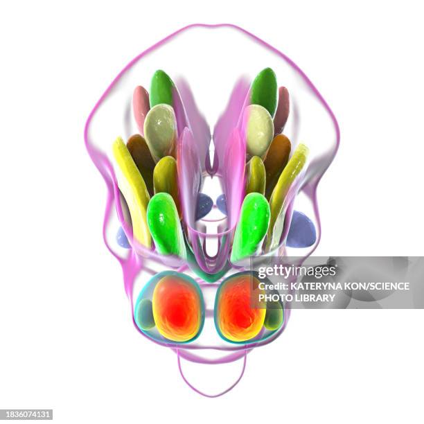 hypothalamic nuclei, illustration - oxytocin stock illustrations