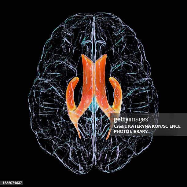 stockillustraties, clipart, cartoons en iconen met lateral brain ventricles, illustration - liquor